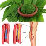 Bay Leaf: The Natural Wrinkle Eraser for Ageless Beauty!