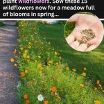 Pour 1 slice of lemon down the drain and you can say goodbye to this common problem