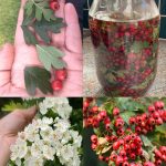 The Plastic Bag on Broom Trick: Say Goodbye to Your Vacuum Cleaner