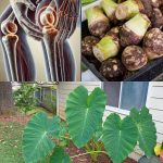 If I had known that banana peel with cloves could heal so many problems