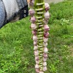 Planting Bulbs in Bulk with Egg Cartons: A Clever Trick for Perfect Spring Blooms