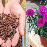 Why Cutting Meat Against the Grain Matters