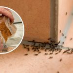 How To Make Garlic And Onion Powder: the fast recipe to flavor your favorite dishes