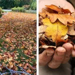 Difference Between Field Corn And Sweet Corn