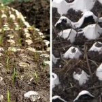 Can Drinking Pickle Juice Actually Relieve Muscle Cramps, or Is That a Myth?