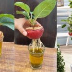 The 7 best fertilizers for your tomatoes – they will grow like never before!