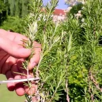 12 Amazing Health Benefits of Eating Boiled Corn