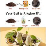 Transform Your Space: Crafting a Lush Container Wicking Garden