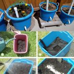 Dill Seeds: A Forgotten Treasure for Digestion, Hormones, and Restful Sleep