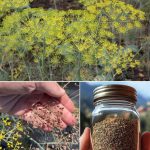 Transform Your Space: Crafting a Lush Container Wicking Garden