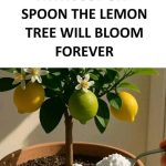 Keep Ginger from Sprouting All Year