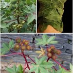 Should We Eat Eggs With BL00D Spots