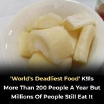 Discover the Power of Rosemary: “Natural Morphine” in Your Own Home