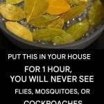 Unlocking Nature’s Best-Kept Secret: The Astonishing Healing Power of Papaya Leaves 