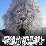 Sea Delight: Cod, Shrimp and Mussel Gratin