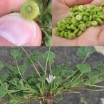 Whiten Your Teeth Naturally at Home in Just 2 Days with Banana Peel