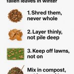 Whiten Your Teeth Naturally at Home in Just 2 Days with Banana Peel