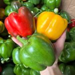 The Ancient Jar Secret: Cloves, Garlic & Honey — A Power Combo Passed Down for Generations!