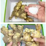 4 natural fertilizers for lemon plants