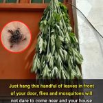 Easy Home Remedies To Help Alleviate Gum Disease