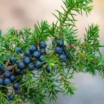 Which Chair Would You Choose