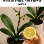 Never water tomato plants in evening. Here’s why