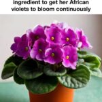 10 worst ways you’re watering your plants