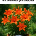 You’re doing it all wrong. Here’s the right time to actually pick tomatoes