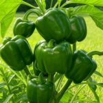 Most don’t know this.