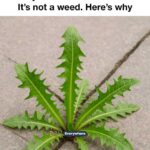 Soap water is a gardener’s defense. Here’s why