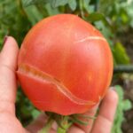 Are your hydrangeas dying off fast? Most get this wrong. Here’s how to revive them