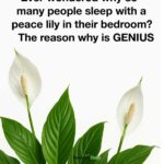 Never knew about this