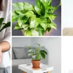 Most have no clue. Here’s why your tomatoes are splitting & what you can do