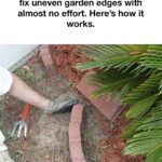 Every gardener should plant this 1 tree. Here’s why