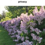 Most folks have no clue. Why your tomato plants keep wilting & the easiest hack to save them