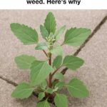 Don’t toss out your eggshells. Here are 10 brilliant ways to reuse them in your garden