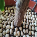 Pine Nuts: Tiny Seeds with Massive Health Benefits – Here’s How to Use Them