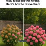 10 essential steps to plant a strawberry patch that thrives for decades