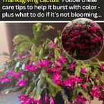 How to Grow Rosemary That Thrives for Years – 9 Proven Tips for Success