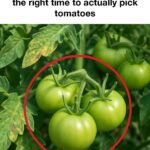 12 top perennials for containers that come back year after year