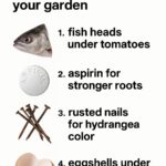 10 houseplant tips you should stop believing 