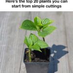 Most folks have no clue. Why your tomato plants keep wilting & the easiest hack to save them