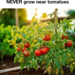 Get rid of squirrels for good by planting these 10 squirrel-repelling plants