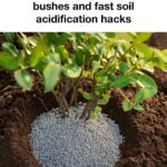 10 hacks to keep your African violets blooming all the time