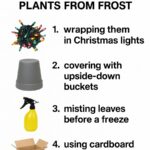 I Showed Up Looking Like a Struggling Mother to Meet My Daughter-in-Law’s Family — But When Her Father Whispered, ‘So… she’s really his mom?’ They Never Imagined the Woman They Were Judging Had Quietly Built a Life of Success, Independence, and Wealth They’d Never See Coming…