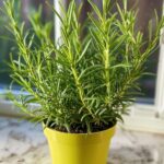 7 tips to make your spider plant bushier and healthier