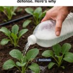 Don’t yank this from the cracks. It’s not a weed. Here’s why