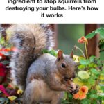 Don’t toss out old cheese graters. Here are 10 brilliant ways to re-use them