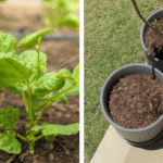 How to Successfully Grow Beets in Containers
