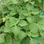 5 groups of people who should avoid avocado, no matter how much they crave it